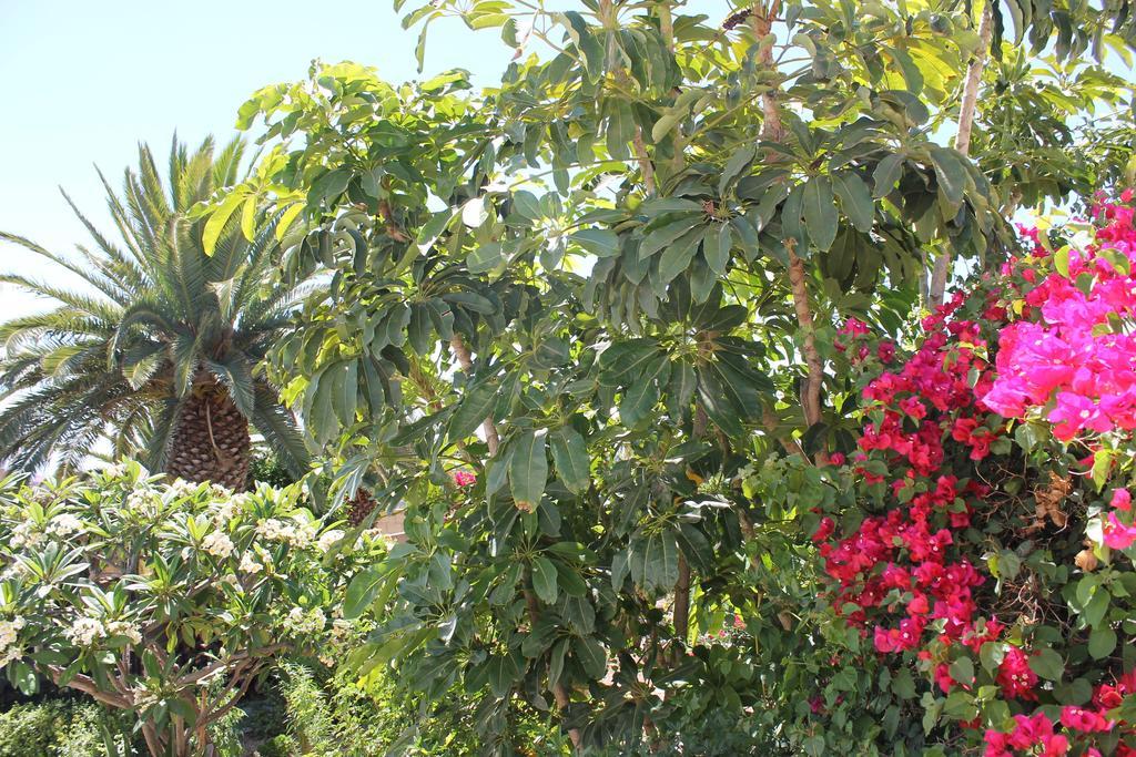 Casa Rural Anton Piche With Pool-Adults Only Granadilla De Abona Exteriör bild